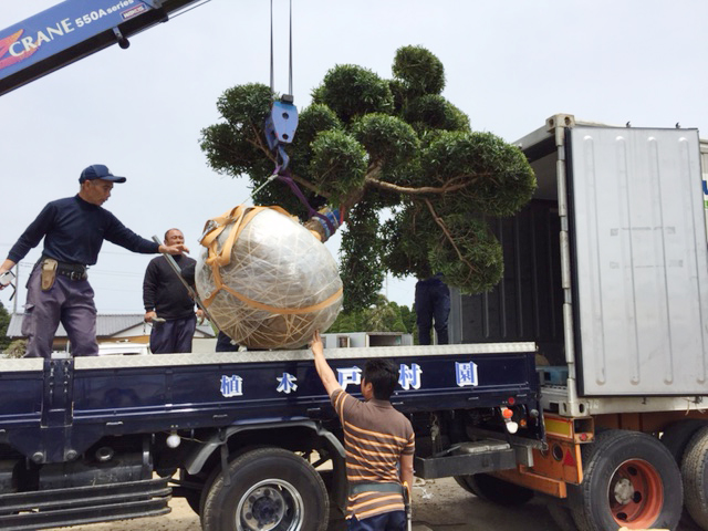 植木・盆栽・苗木の輸出販売