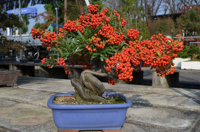 植木・盆栽の剪定