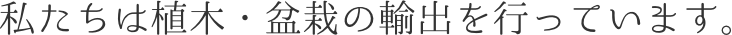 私たちは植木・盆栽の輸出を行っています